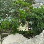 Cliff Top Native Graden & Sandstone Flagging Freshwater
