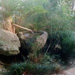 gallery-pond2