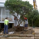 Tree Planting
